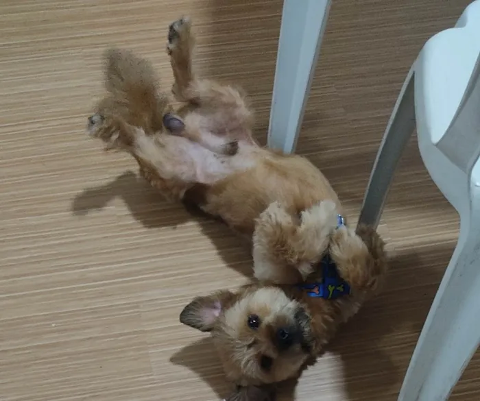 Cachorro raça  idade 2 anos nome Scott