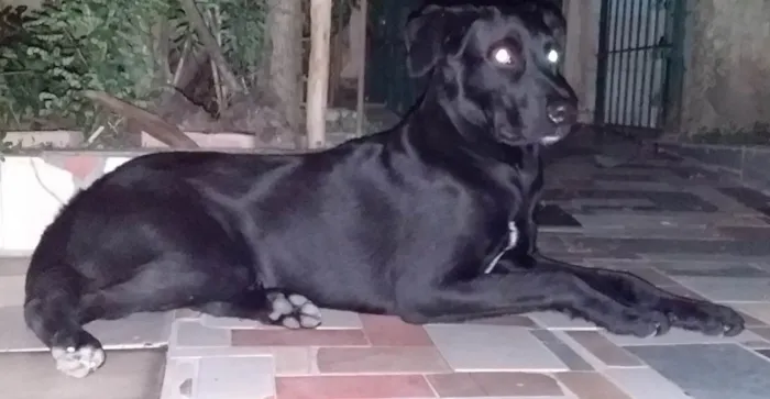 Cachorro raça Pastor Belga com Vira-Lata idade 2 anos nome Bolt