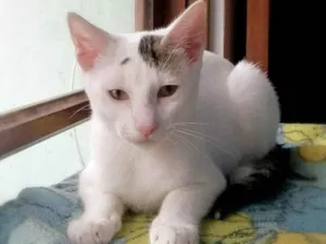 Gato raça Britania idade 2 a 6 meses nome Orion