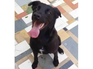 Cachorro raça Pastor Belga com Vira-Lata idade 2 anos nome Bolt
