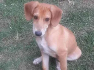 Cachorro raça SRD-ViraLata idade 2 a 6 meses nome Caramelo