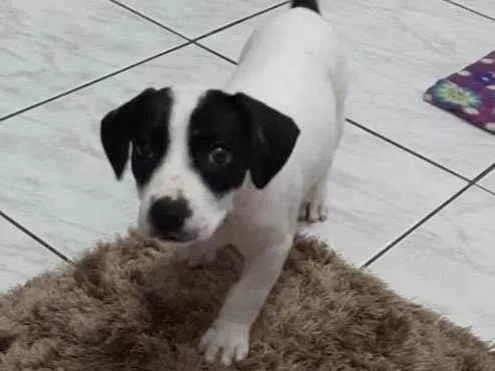 Cachorro ra a SRD-ViraLata idade 2 a 6 meses nome Sem nome ainda 