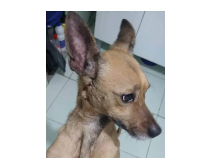 Cachorro ra a Mestiço de pinscher idade 5 anos nome Duque