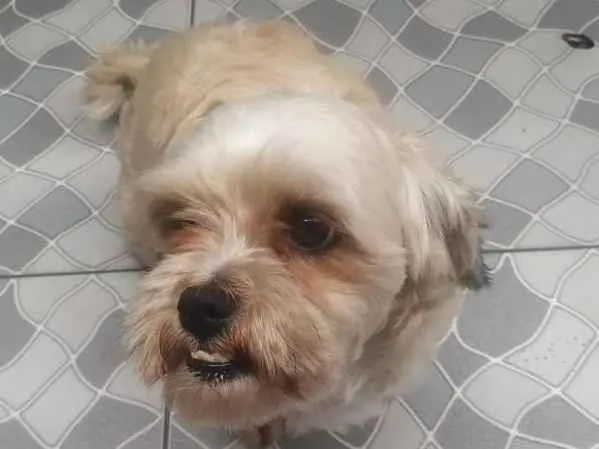 Cachorro ra a Lhasa Apso idade 3 anos nome Tico