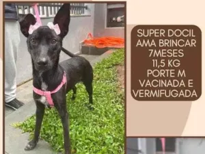 Cachorro raça SRD idade 7 a 11 meses nome Peppa