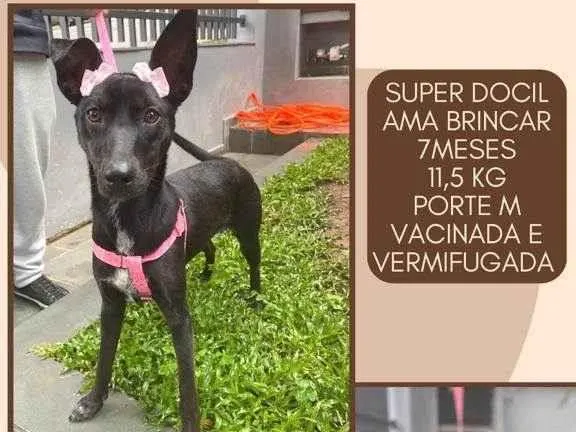 Cachorro raça SRD idade 7 a 11 meses nome Peppa