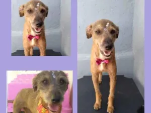 Cachorro raça SRD idade 2 anos nome Amora 