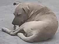 Cachorro raça SRD-ViraLata idade 1 ano nome Boca Preta