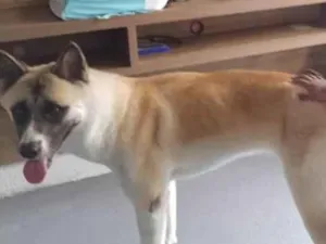 Cachorro raça Akita idade 1 ano nome Kira