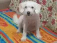 Docinho