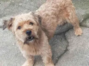 Cachorro raça  idade 2 anos nome Scott