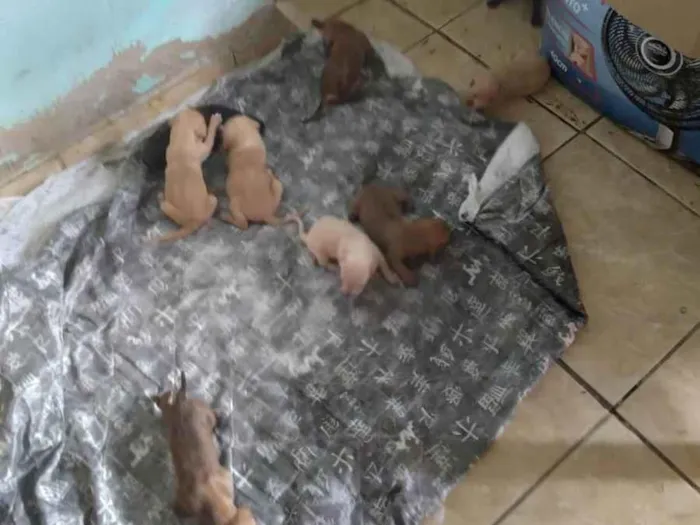 Cachorro ra a SRD-ViraLata idade 2 a 6 meses nome Não coloquei nomes