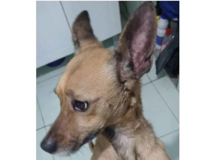 Cachorro ra a Mestiço de pinscher idade 5 anos nome Duque