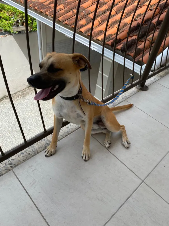 Cachorro ra a SRD-ViraLata idade 7 a 11 meses nome Jack