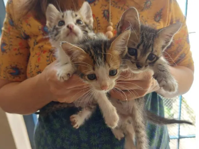 Gato ra a SRD-ViraLata idade Abaixo de 2 meses nome Fofurinhas