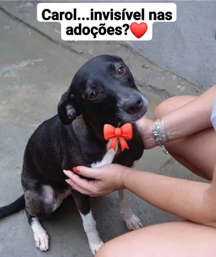 Cachorro ra a SRD-ViraLata idade 1 ano nome CAROL E ELZA