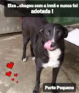 CAROL E ELZA