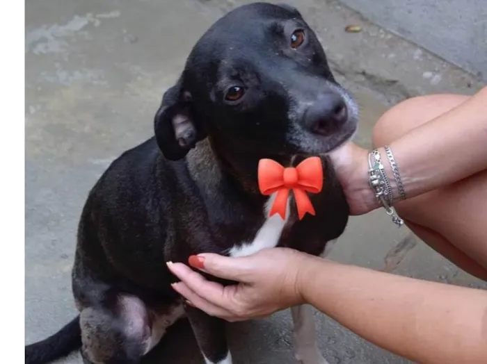 Cachorro ra a SRD-ViraLata idade 1 ano nome CAROL E ELZA