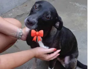 Cachorro raça SRD-ViraLata idade 1 ano nome CAROL E ELZA