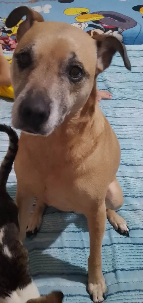 Cachorro ra a SRD-ViraLata idade 6 ou mais anos nome Lizi