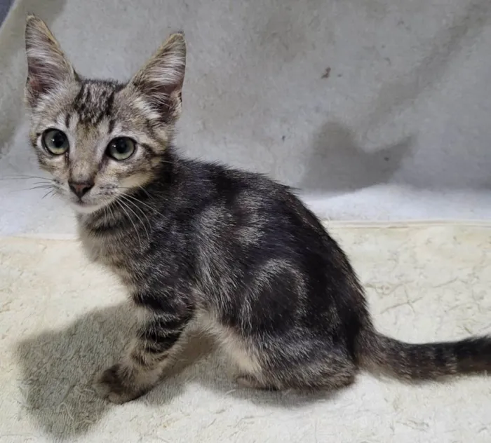 Gato ra a SRD-ViraLata idade 2 a 6 meses nome Príncipe. 