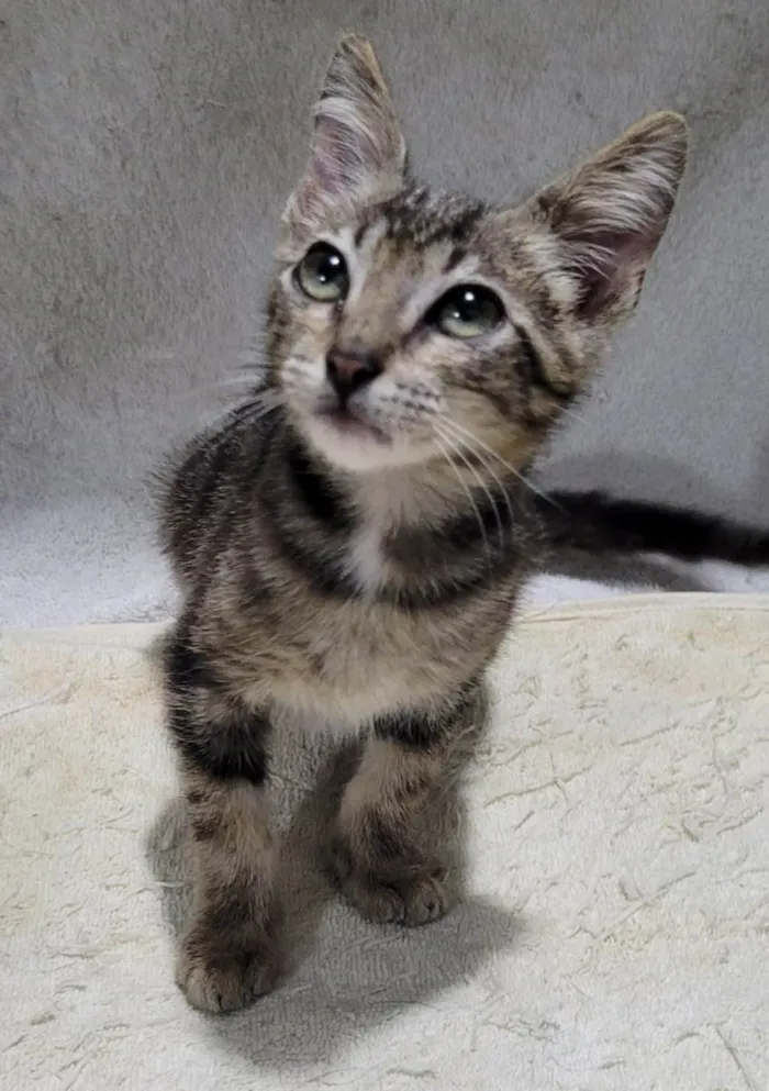 Gato ra a SRD-ViraLata idade 2 a 6 meses nome Príncipe. 