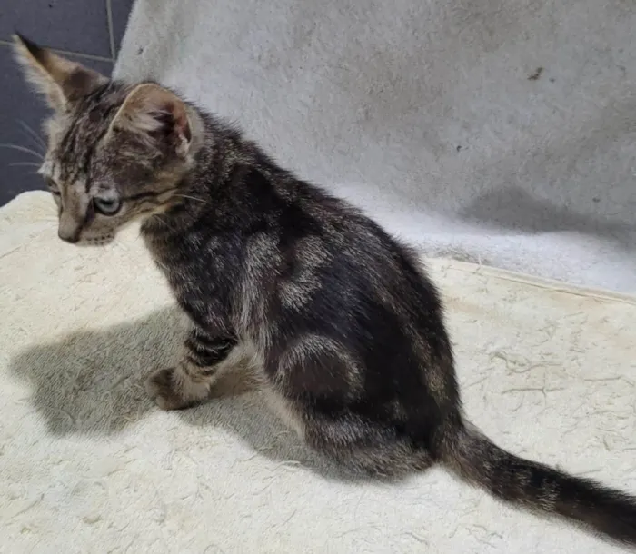 Gato ra a SRD-ViraLata idade 2 a 6 meses nome Príncipe. 