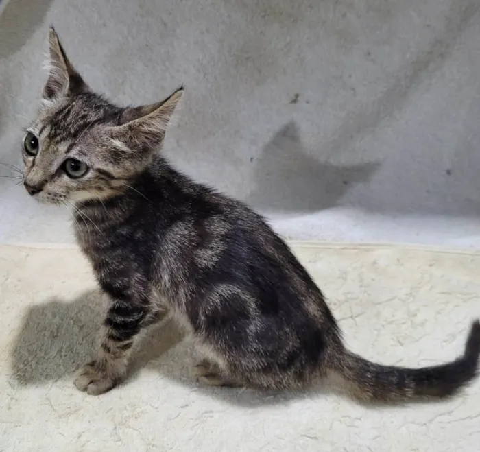 Gato ra a SRD-ViraLata idade 2 a 6 meses nome Príncipe. 