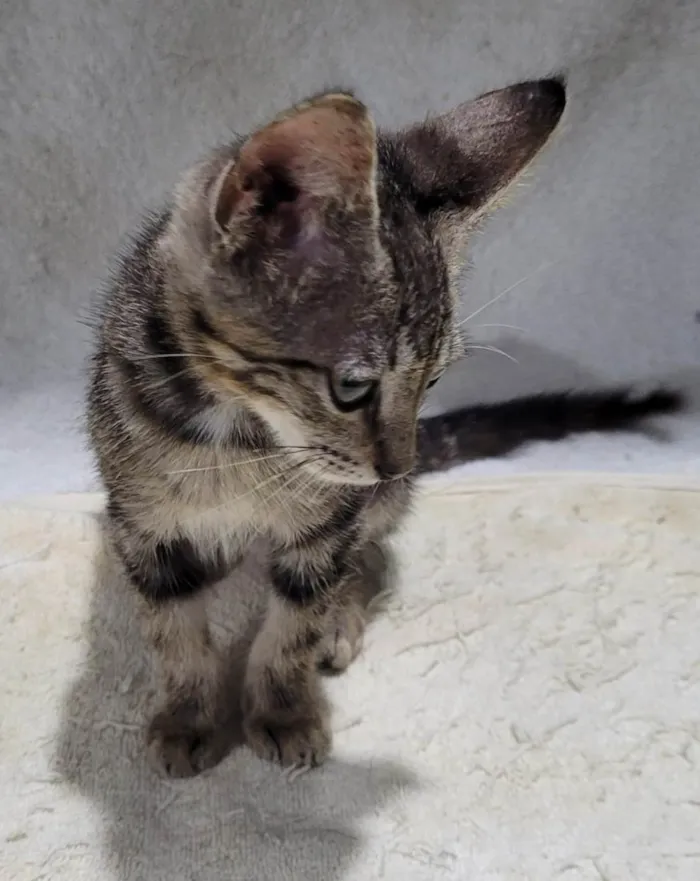 Gato ra a SRD-ViraLata idade 2 a 6 meses nome Príncipe. 