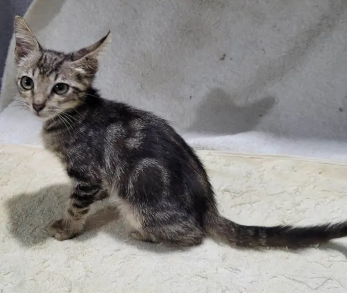 Gato ra a SRD-ViraLata idade 2 a 6 meses nome Príncipe. 