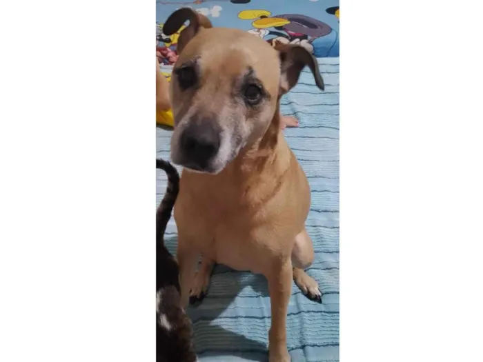 Cachorro ra a SRD-ViraLata idade 6 ou mais anos nome Lizi