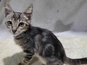 Gato raça SRD-ViraLata idade 2 a 6 meses nome Príncipe. 