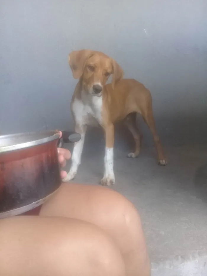 Cachorro ra a Bingol e labrador  idade 2 a 6 meses nome Sebasticão 