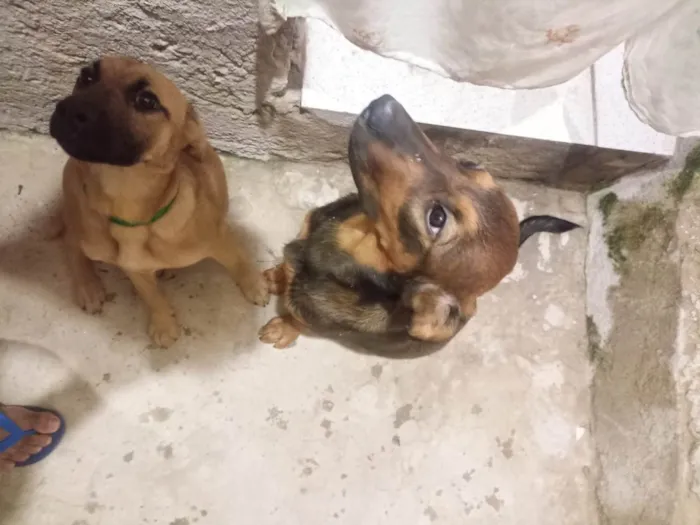 Cachorro raça SRD-ViraLata idade 7 a 11 meses nome Mel e Otávio 