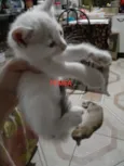Mia e ágata