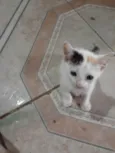 Mia e ágata