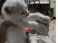 Mia e ágata