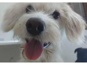 Cachorro raça SRD-ViraLata idade 2 anos nome Docinho