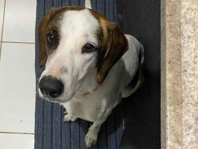 Cachorro ra a Vira Lata  idade 2 anos nome Pirata