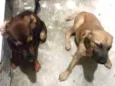 Mel e Otávio 