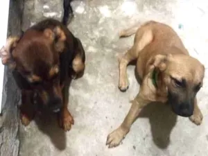 Cachorro raça SRD-ViraLata idade 7 a 11 meses nome Mel e Otávio 