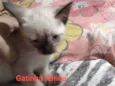 Princesa