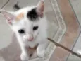 Mia e ágata