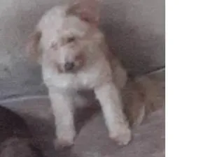 Cachorro raça SRD-ViraLata idade 2 anos nome Dale