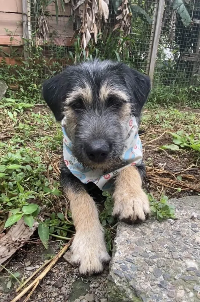Cachorro ra a SRD-ViraLata idade 2 a 6 meses nome Barthô