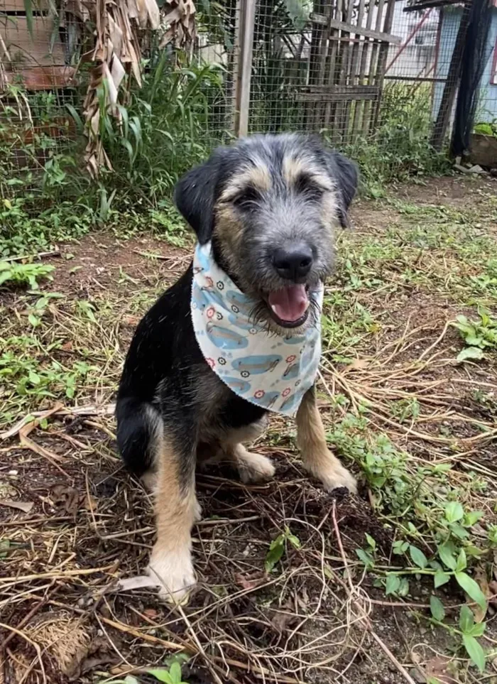 Cachorro ra a SRD-ViraLata idade 2 a 6 meses nome Barthô