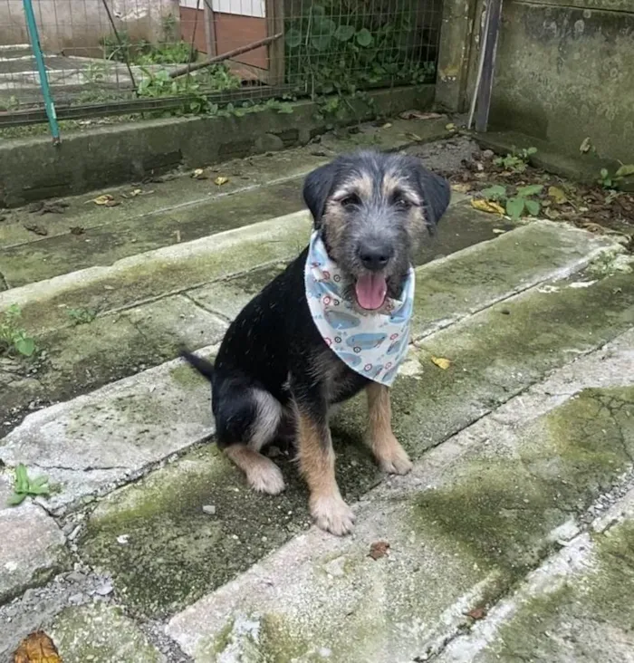 Cachorro ra a SRD-ViraLata idade 2 a 6 meses nome Barthô