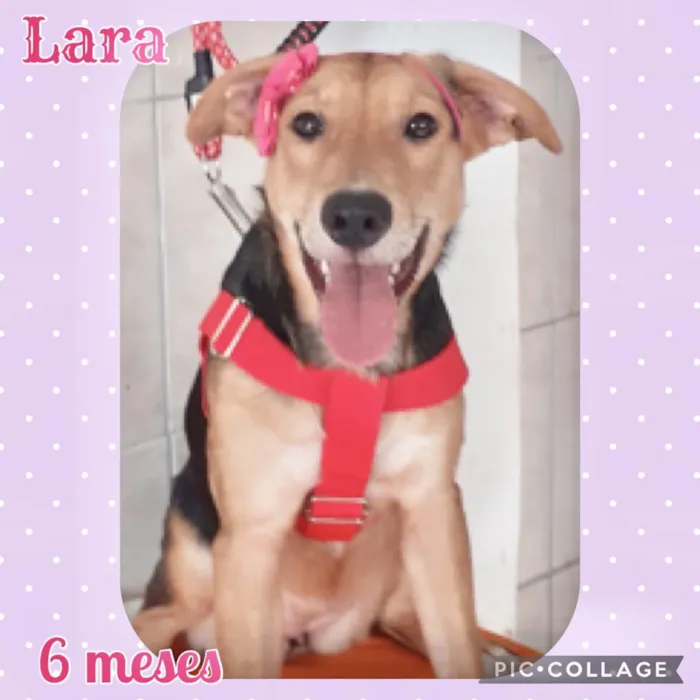 Cachorro ra a SRD-ViraLata idade 2 a 6 meses nome Cães porte médio 