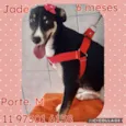 Cães porte médio 