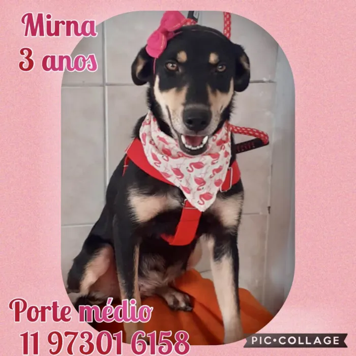 Cachorro ra a SRD-ViraLata idade 3 anos nome Mirna